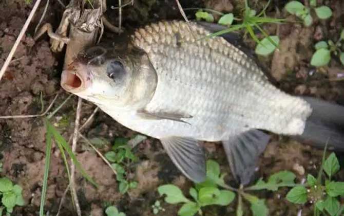 钓鲫鱼用蚯蚓好还是饵料好？