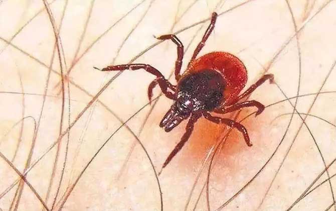 四,恙虫恙虫是小型节肢动物,俗称红虫,沙虱,恙螨等,有毒,能传染"恙虫