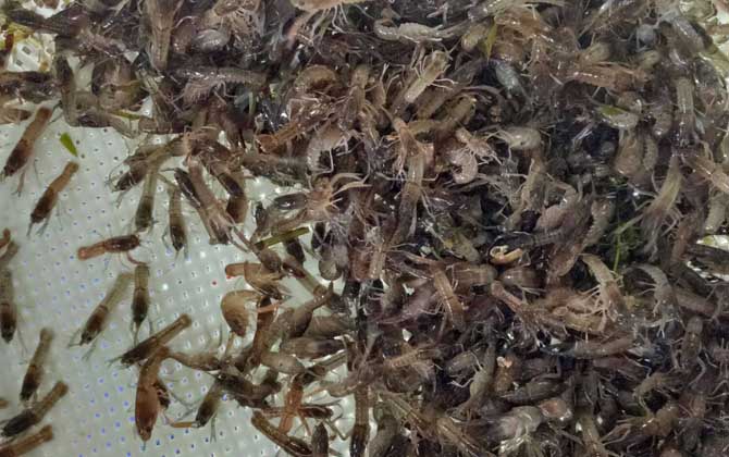 小龙虾苗价格多少钱一斤?_鱼类百科_爱钓鱼