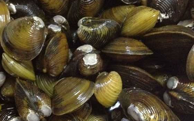 沙螺是什么动物?_鱼类百科_爱钓鱼