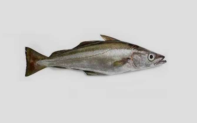 银鳕鱼是什么鱼?_鱼类百科_爱钓鱼