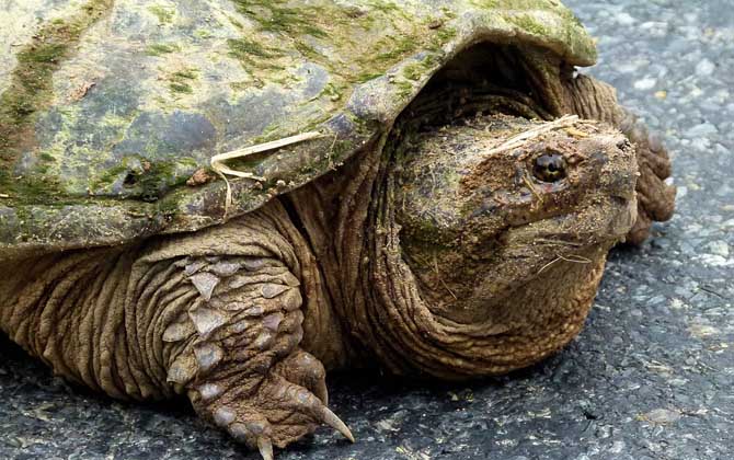 巴西鳄龟是什么动物?