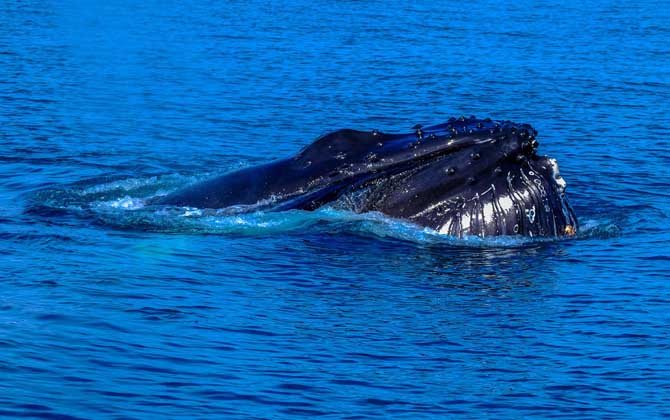 布氏鲸是什么动物?