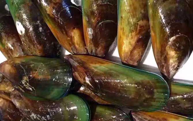 青口贝是什么动物?_鱼类百科_爱钓鱼