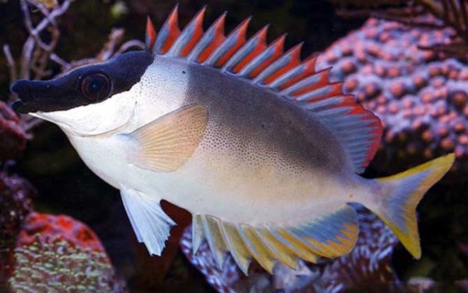 狐狸鱼是什么鱼?