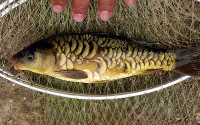 裸斑鱼是什么鱼?