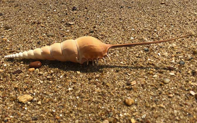 长鼻螺是什么螺?