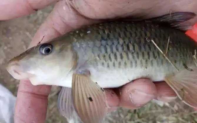 猪嘴鱼是什么鱼?