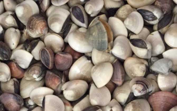 沙白是什么动物?