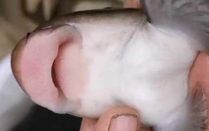 猪嘴鱼是什么鱼?