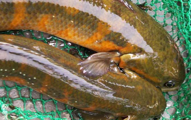 七星鱼为什么不能吃?