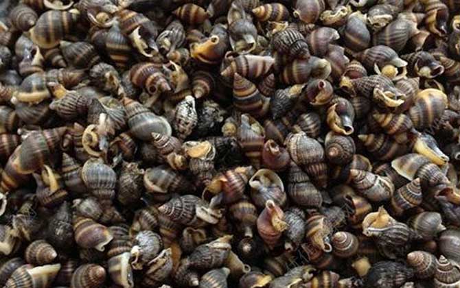 四,生活习性1,环境:乌螺是海洋螺类,主要栖息在近海边的泥沙地和潮间