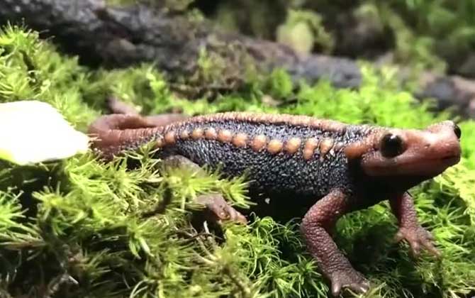 蝾螈吃什么食物?