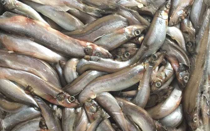 多春鱼产地在哪里?