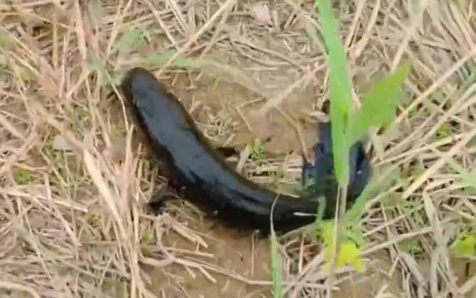 蛇头鱼和黑鱼的区别_鱼类百科_爱钓鱼