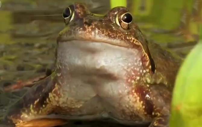 蟾蜍抱鱼是怎么回事?