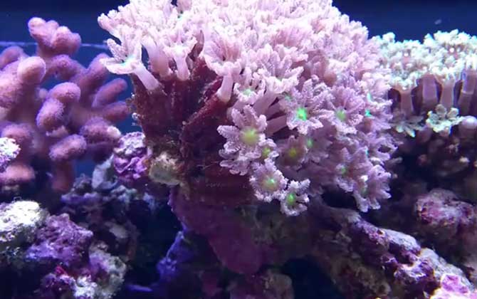 珊瑚是生物吗?