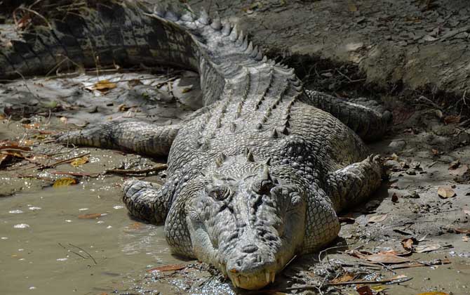 河口鳄,马来鳄等,在生物学分类上属于动物界,脊索动物门,蜥形纲,鳄目