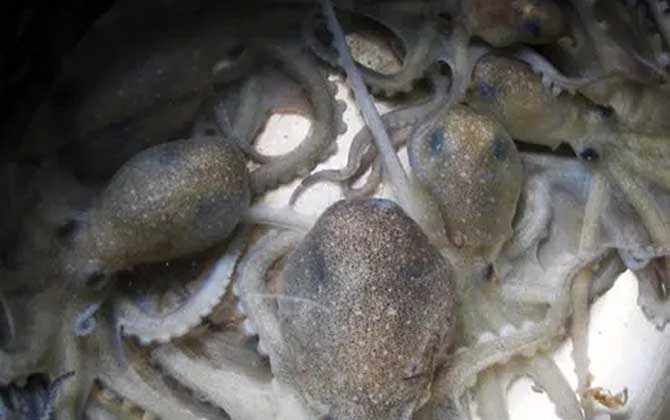 望潮是什么动物?