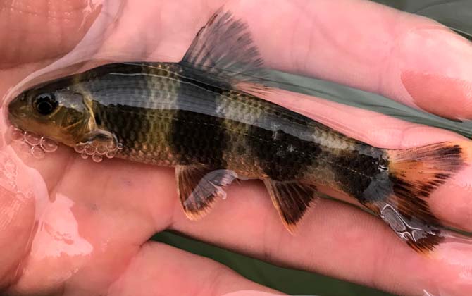 华鳈是什么鱼?_鱼类百科_爱钓鱼