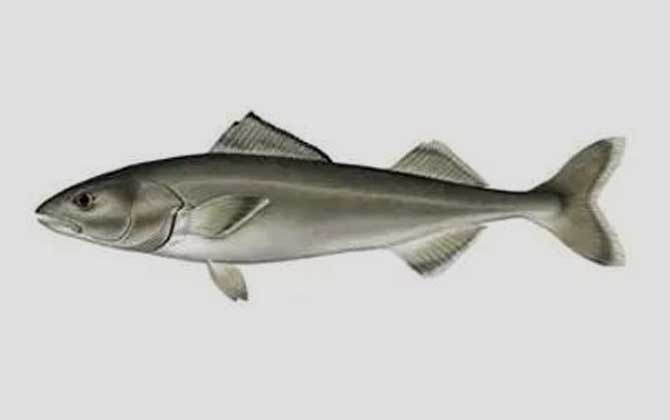 银鳕鱼是什么鱼?_鱼类百科_爱钓鱼
