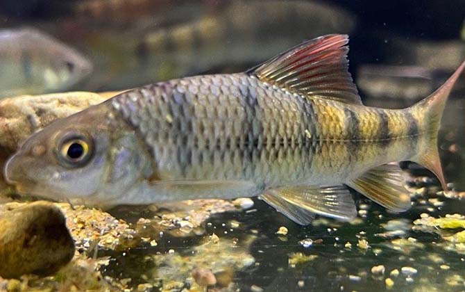 溪石斑是什么鱼?