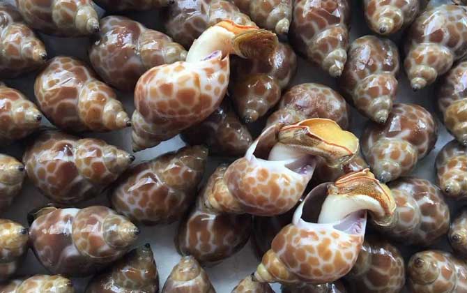 螺的种类名称及图片大全_鱼类百科_爱钓鱼