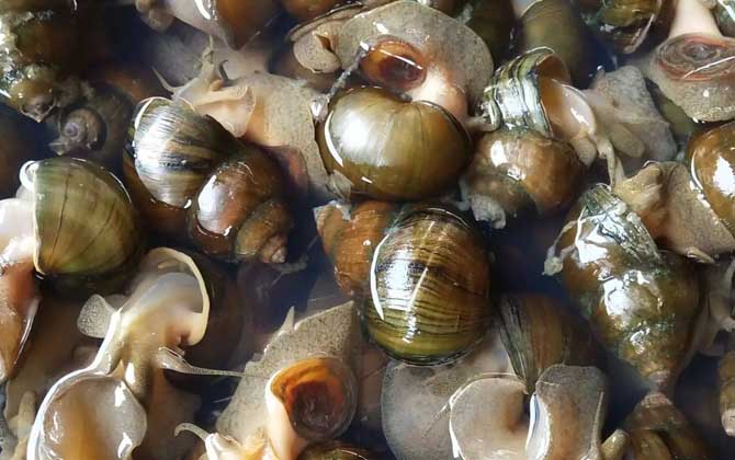 螺的种类名称及图片大全_鱼类百科_爱钓鱼