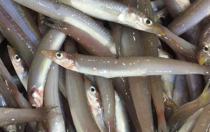 面条鱼是什么鱼?