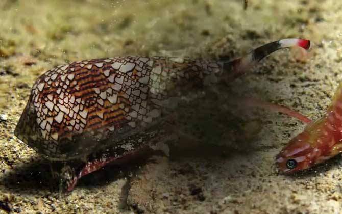 鸡心螺是什么螺?