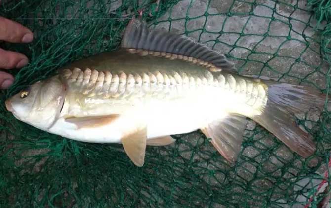 裸斑鱼一般是指镜鲤,别称三花鲤鱼,德国鲤鱼,三道鳞等,在生物学分类上