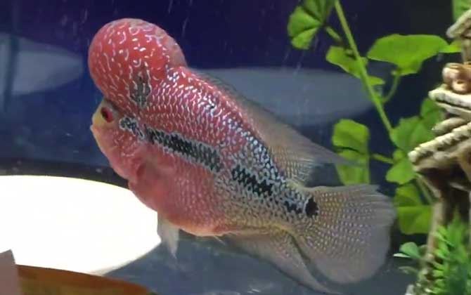 罗汉鱼吃什么起头?_鱼类百科_爱钓鱼