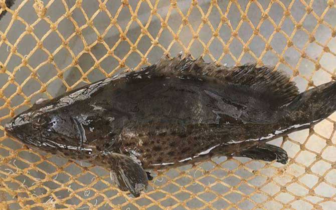 青石斑鱼是什么鱼?