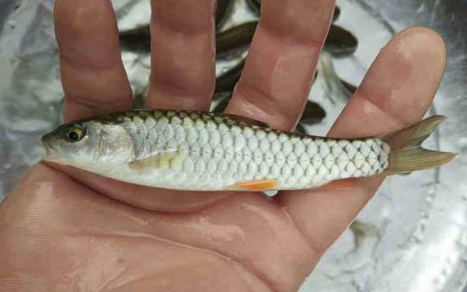 鱼类百科_爱钓鱼