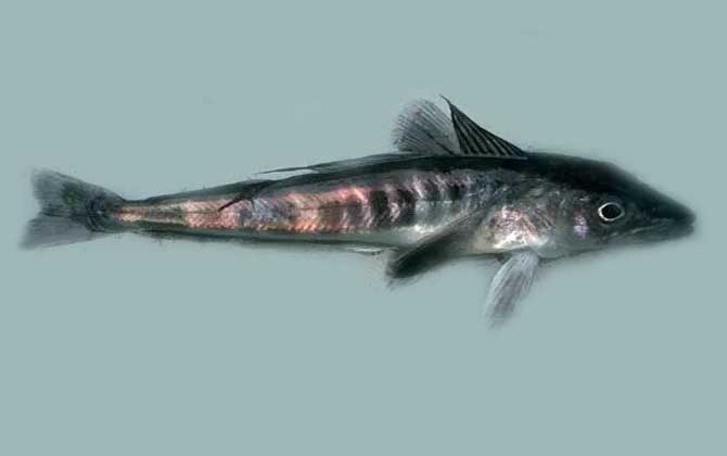 四,分布范围冰鱼主要分布在南极各大海域,例如鳄头冰鱼分布于福克兰