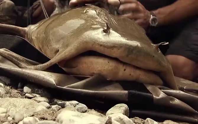 孟加拉国,缅甸,泰国,老挝,越南,马来西亚,柬埔寨等地,尤以湄公河,恒河