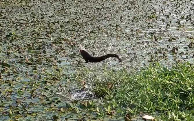 家裡養黑魚吉利嗎?