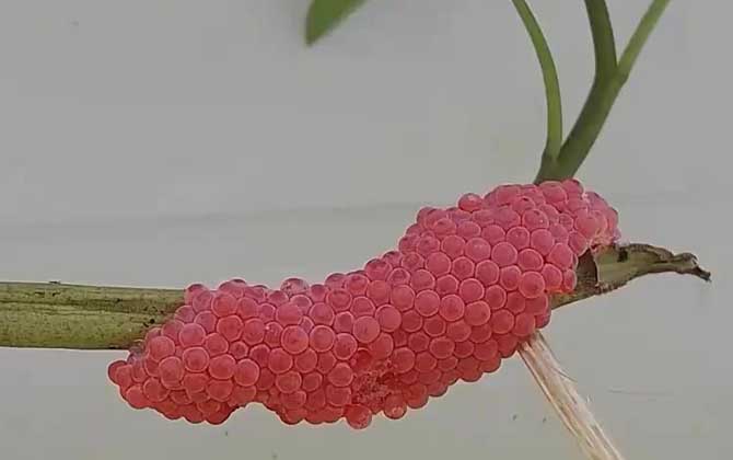 福寿螺卵是什么样子的?_鱼类百科_爱钓鱼