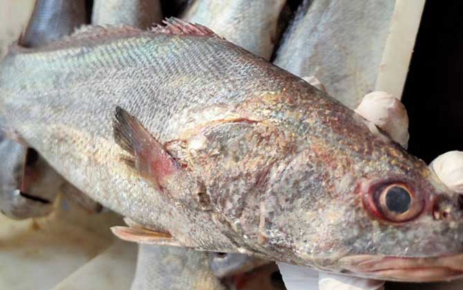一,鱼种论述米鱼是重要的海产经济鱼类之一,学名鮸鱼,别称敏鱼,敏子