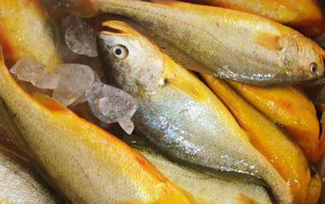 野生大黄鱼价格多少钱一斤？