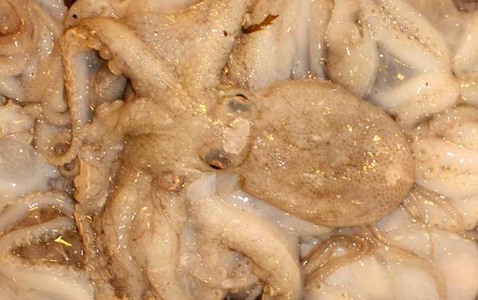 望潮是什么动物?