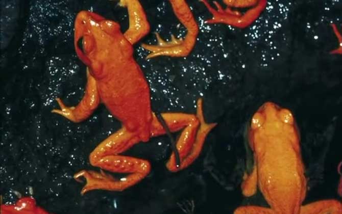 金蟾蜍是什么动物?