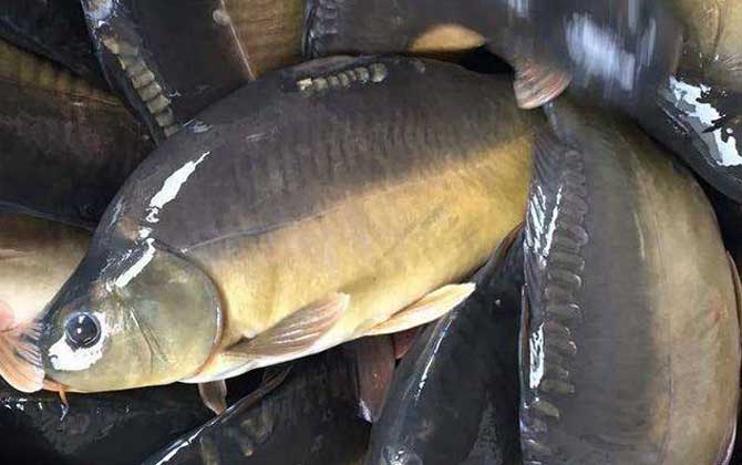 德国镜鲤是欧洲鲤鱼的变种,体延长,侧扁,略呈纺缍形,背部略隆起,腹缘