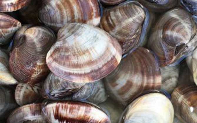 文蛤是什么动物?_鱼类百科_爱钓鱼