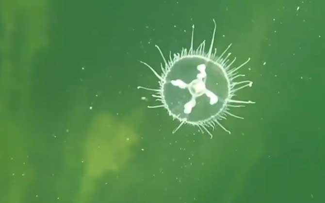 桃花水母是什么动物?