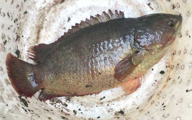 攀鲈鱼吃什么食物?