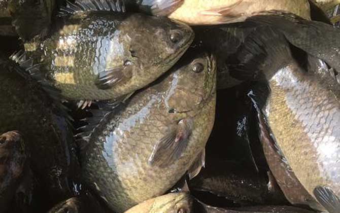 攀鲈鱼吃什么食物?