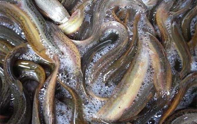 泥鳅在家里用清水能养吗?_鱼类百科_爱钓鱼