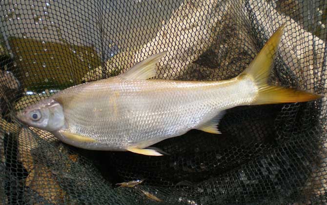 红尾鲴是什么鱼?