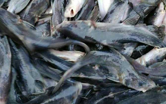 江团长什么样子?_鱼类百科_爱钓鱼